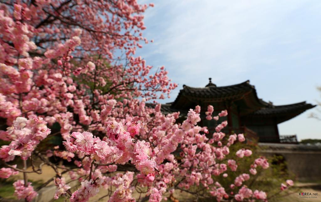 Seoul Forest Guesthouse Seul Exterior foto